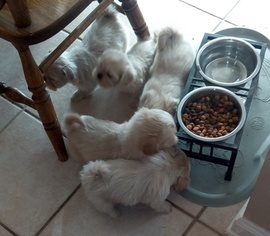 Shih Tzu Puppy for sale in CONWAY, AR, USA