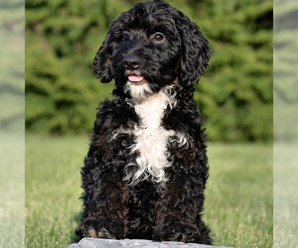 Medium Photo #3 Goldendoodle (Miniature) Puppy For Sale in LITITZ, PA, USA
