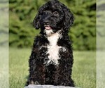 Small #2 Goldendoodle (Miniature)