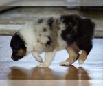 Small Photo #18 Australian Shepherd Puppy For Sale in GREER, SC, USA