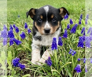 Australian Cattle Dog-Border Collie Mix Puppy for sale in HILLSBORO, WI, USA