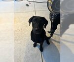 Small #9 Labrador Retriever Mix