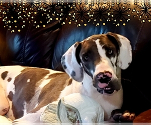 Mother of the Great Dane puppies born on 10/10/2019
