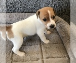 Small Photo #3 Jack Russell Terrier Puppy For Sale in APPLE CREEK, OH, USA