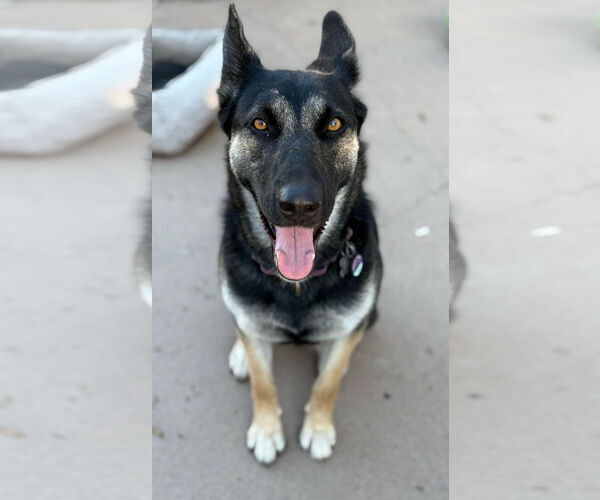 Medium Photo #1 German Shepherd Dog-Unknown Mix Puppy For Sale in Chandler, AZ, USA