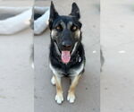 Small German Shepherd Dog Mix