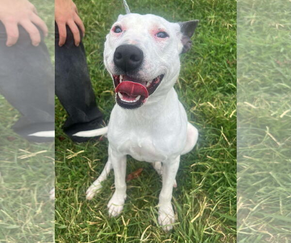 Medium Photo #3 Bull Terrier-Unknown Mix Puppy For Sale in Germantown, OH, USA