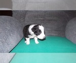 Small Photo #10 Border Collie Puppy For Sale in AIKEN, SC, USA