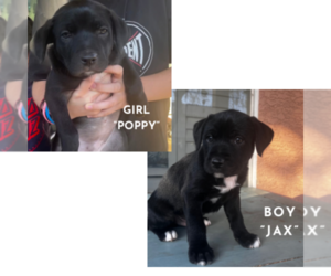 American Pit Bull Terrier-German Shepherd Dog Mix Puppy for sale in GILBERT, AZ, USA