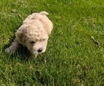 Small #9 Poovanese