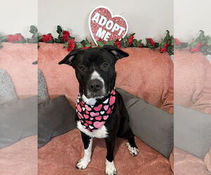 Border Collie-Unknown Mix Dogs for adoption in Rockaway, NJ, USA