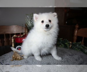 Medium Miniature American Eskimo