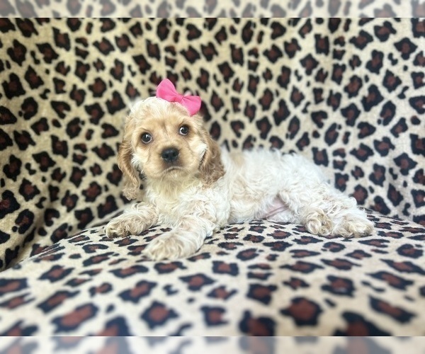 Medium Photo #8 Cocker Spaniel Puppy For Sale in LAKELAND, FL, USA