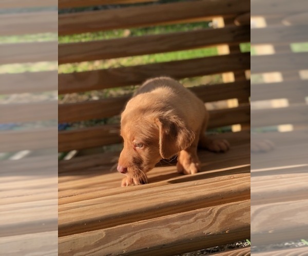 Medium Photo #16 Labrador Retriever Puppy For Sale in SPENCER, TN, USA