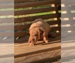 Small Photo #16 Labrador Retriever Puppy For Sale in SPENCER, TN, USA