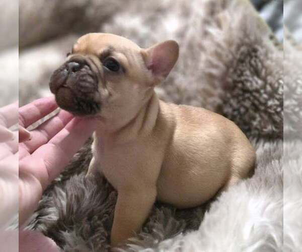 Medium Photo #3 French Bulldog Puppy For Sale in BOSTON, KY, USA