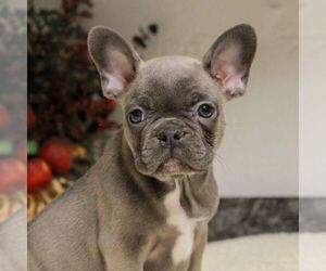 French Bulldog Puppy for sale in EAST EARL, PA, USA