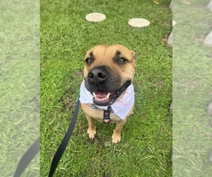 Mutt Dogs for adoption in Gainesville, FL, USA