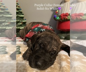 Great Dane Puppy for sale in LOUISVILLE, OH, USA