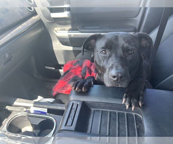 Medium Photo #3 American Pit Bull Terrier-Labrador Retriever Mix Puppy For Sale in Chandler, AZ, USA