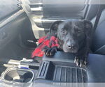 Small #2 American Pit Bull Terrier-Labrador Retriever Mix