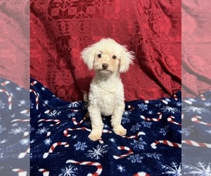 Cavapoo (Miniature) Puppy for sale in JEFFERSONVILLE, IN, USA