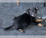 Small #5 Chiweenie