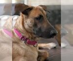Small #26 German Shepherd Dog Mix