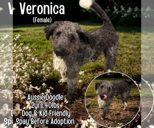 Medium Photo #1 Aussiedoodle Puppy For Sale in Westwood, NJ, USA