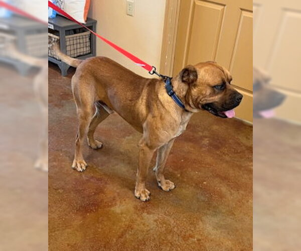 Medium Photo #2 Boxer-Mastiff Mix Puppy For Sale in Mountain View, AR, USA