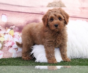 Goldendoodle Puppy for sale in MARIETTA, GA, USA