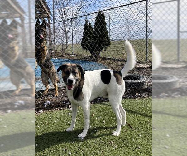 Medium Photo #1 Labrador Retriever Puppy For Sale in Toronto, Ontario, Canada