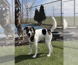 Labrador Retriever Dogs for adoption in Toronto, Ontario, Canada