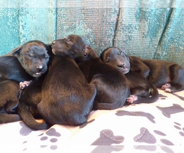 Medium Photo #1 Belgian Malinois-German Shorthaired Pointer Mix Puppy For Sale in SALINAS, CA, USA
