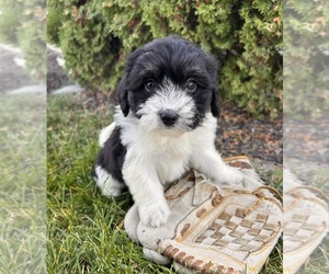 Poo-Ton Puppy for sale in MIDDLEBURY, IN, USA