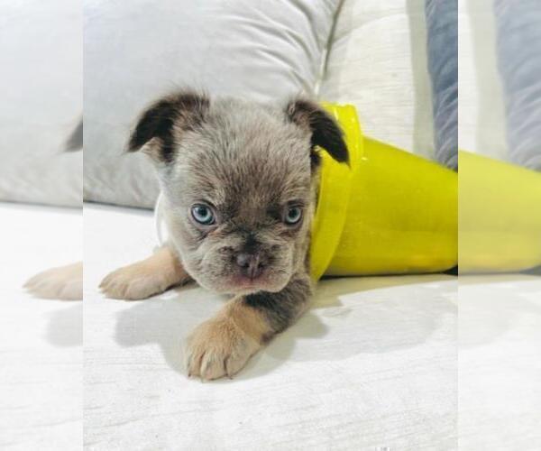 Medium Photo #18 French Bulldog Puppy For Sale in PEMBROKE PINES, FL, USA