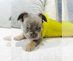 Small Photo #18 French Bulldog Puppy For Sale in PEMBROKE PINES, FL, USA