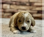 Small Photo #23 Goldendoodle (Miniature) Puppy For Sale in HALTOM CITY, TX, USA