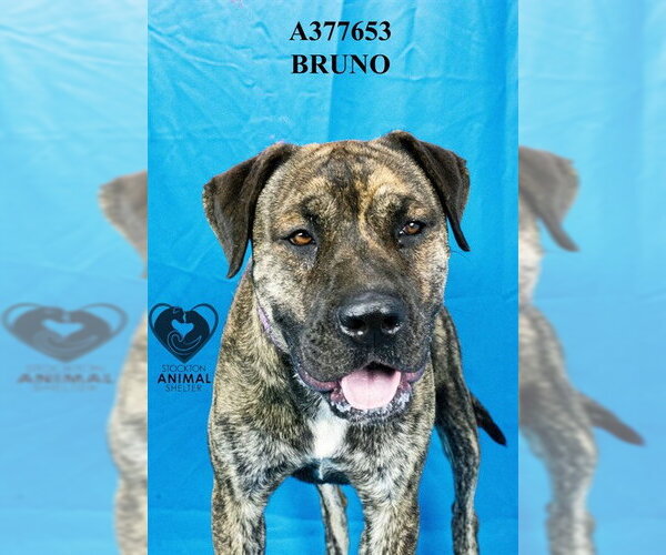 Medium Photo #2 American Bulldog-Unknown Mix Puppy For Sale in Stockton, CA, USA