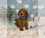 Small #1 Goldendoodle mix (+ Poodle Miniature)