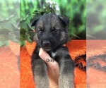 Puppy 0 German Shepherd Dog-Siberian Husky Mix
