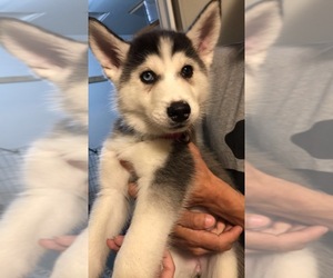 Siberian Husky Puppy for sale in London, Ontario, Canada