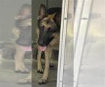Small German Shepherd Dog
