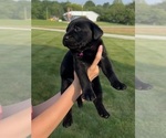 Small Photo #21 Labrador Retriever Puppy For Sale in FREDERICKSBG, OH, USA