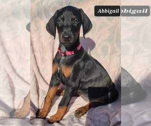 Doberman Pinscher Puppy for sale in POMEROY, OH, USA
