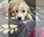 Small Photo #4 Goldendoodle Puppy For Sale in STOKESDALE, NC, USA