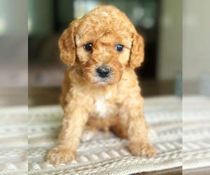 Goldendoodle (Miniature) Puppy for sale in HANCEVILLE, AL, USA