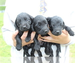 Small Photo #13 Labradoodle Puppy For Sale in ROCKY MOUNT, NC, USA