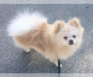 Father of the Pomeranian puppies born on 04/18/2026