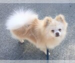 Small Photo #1 Pomeranian Puppy For Sale in SAN JOSE, CA, USA